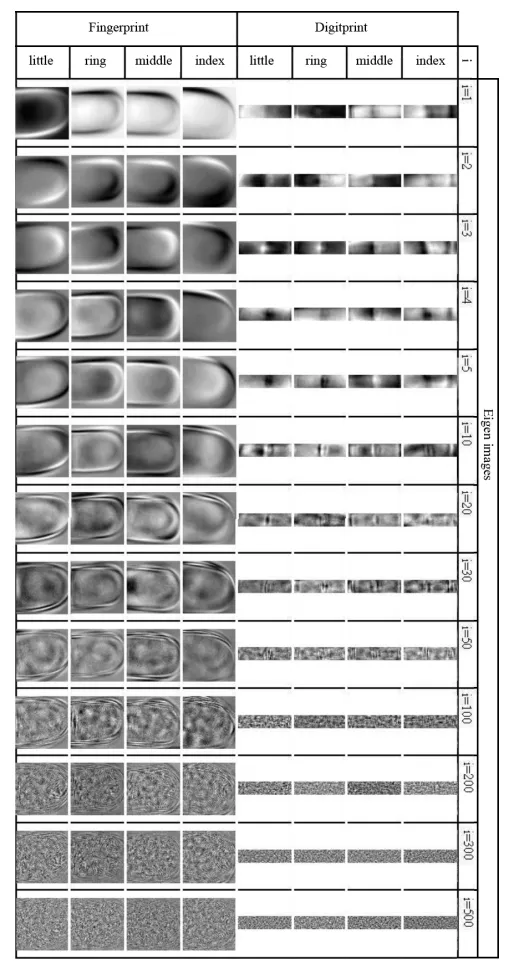 Example eigen-fingerprints and eigen-digitprints